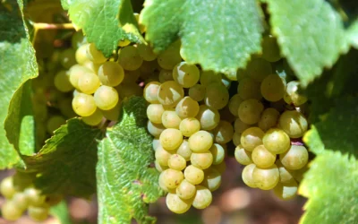 Pourquoi le riesling séduit les amateurs de vin blanc ?