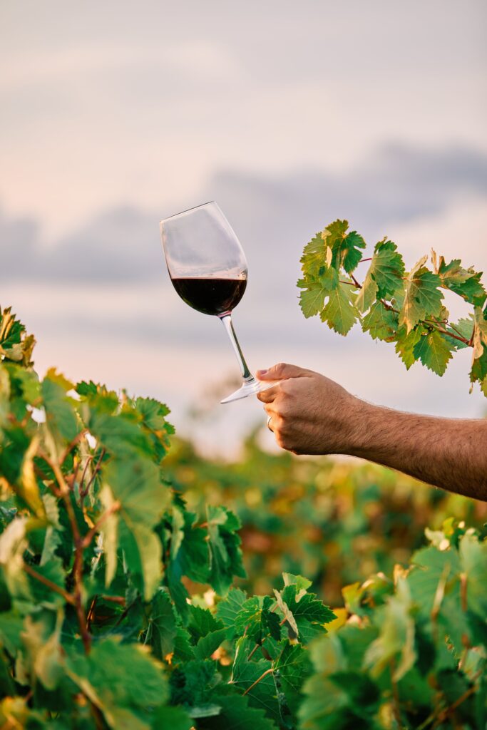 vertical shot person holding glass wine vineyard sunlight min