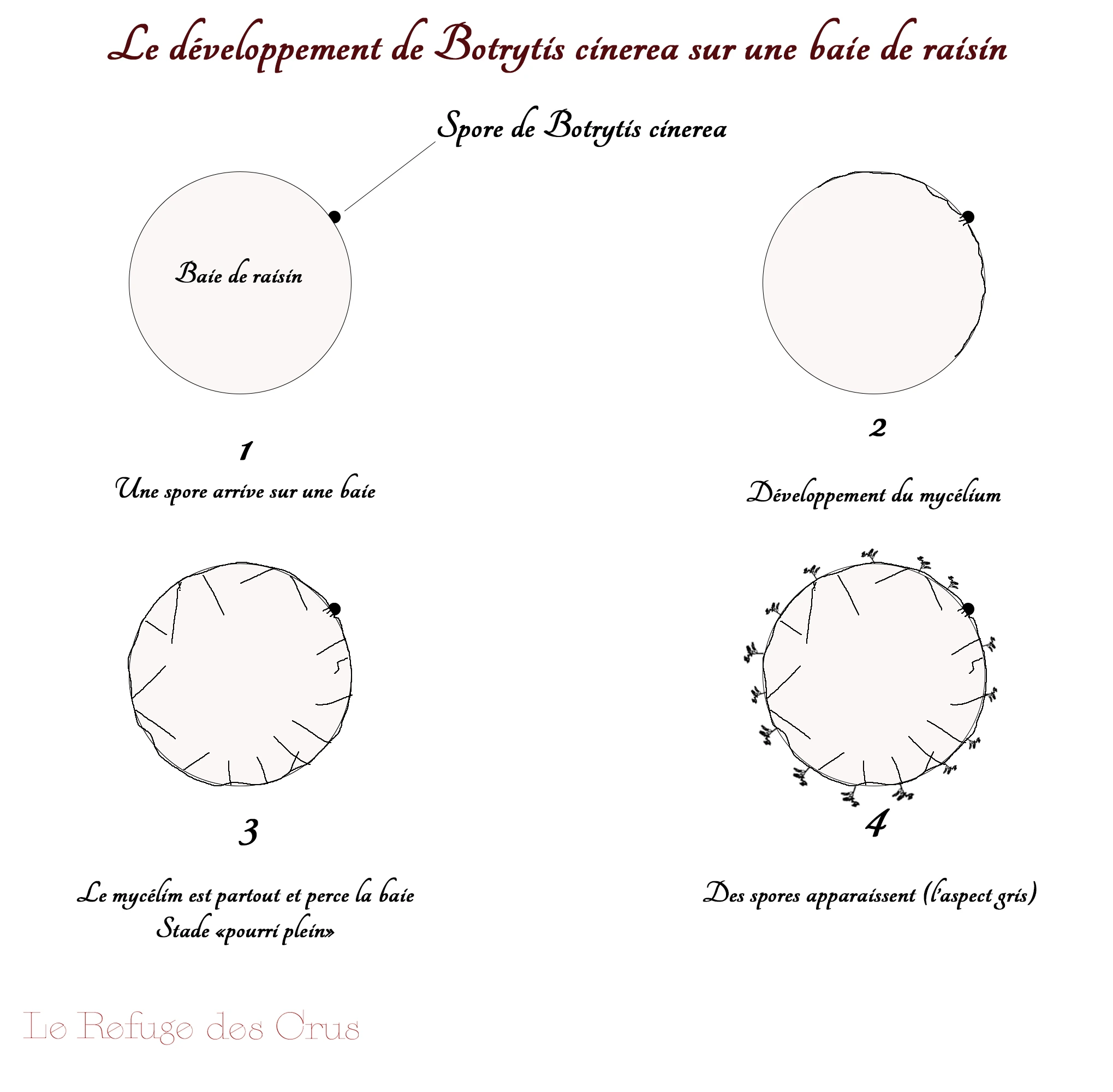 developpement-de-botrytis-cinerea-sur-une-baie-de-raisin developpement-de-botrytis-cinerea-sur-une-baie-de-raisin