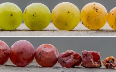Pourriture noble : le secret des vins les plus prestigieux