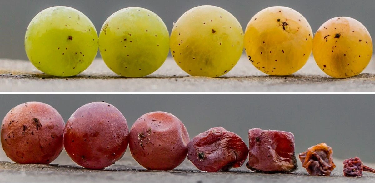 maturation des raisins pourriture noble maturation des raisins pourriture noble