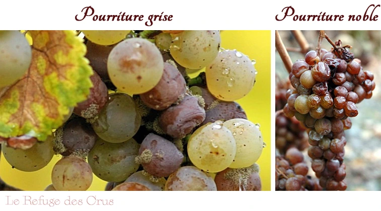 pourriture-grise-et-pourriture-noble pourriture-grise-et-pourriture-noble