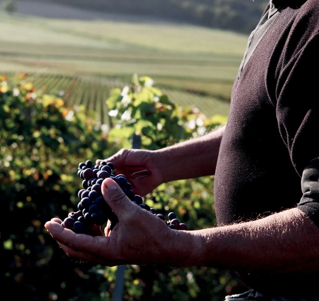 Bollinger et ses vignes de pinot noir Bollinger et ses vignes de pinot noir