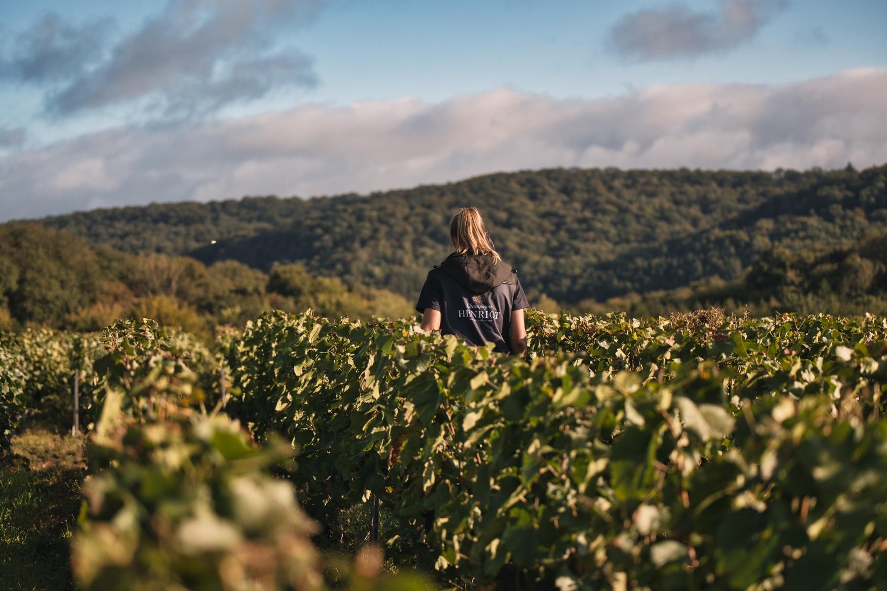 Les vignes du champagne henriot Les vignes du champagne henriot