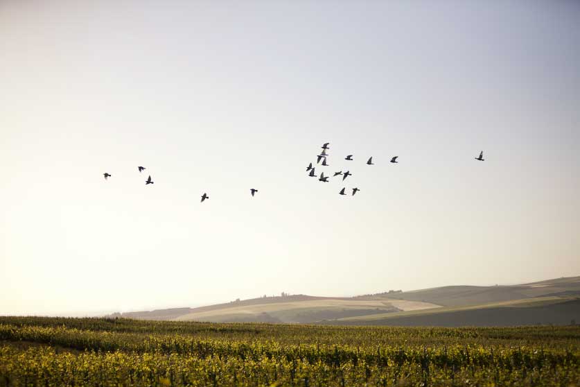 Oiseaux au dessus des vignes Taittinger