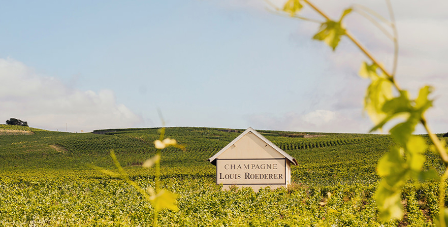Vignoble Louis Roederer Vignoble Louis Roederer