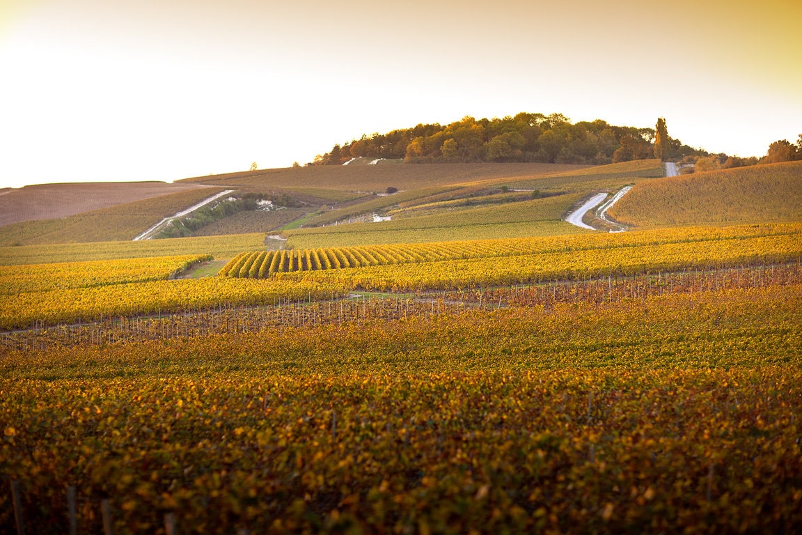 Vignoble Pol Roger Vignoble Pol Roger