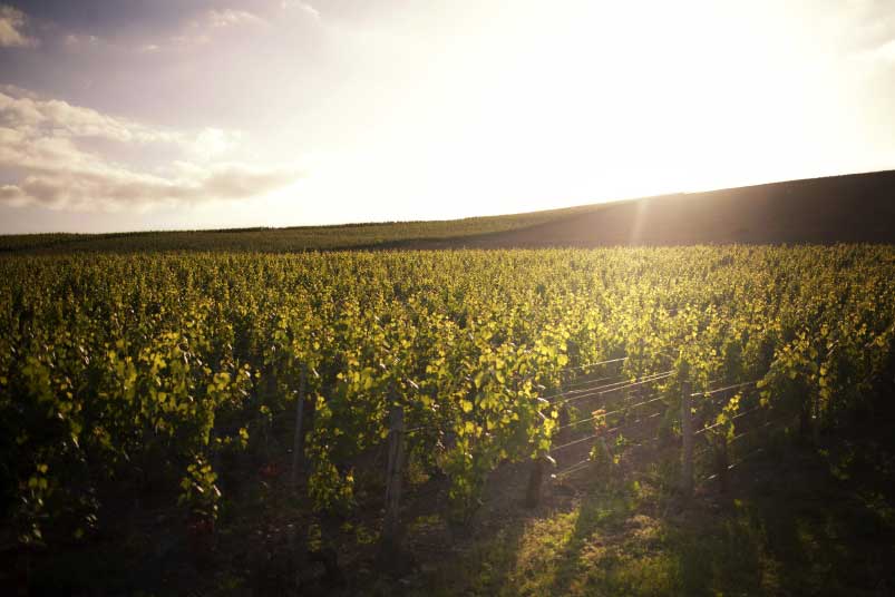 Vignoble Taittinger