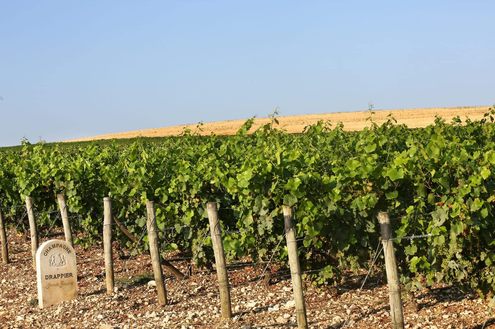 Vignoble de la maison Drappier Vignoble de la maison Drappier