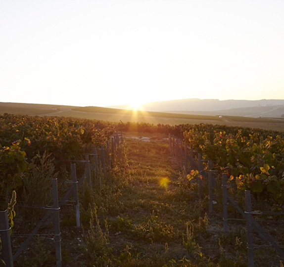 Biodiversité Louis Roederer Biodiversité Louis Roederer