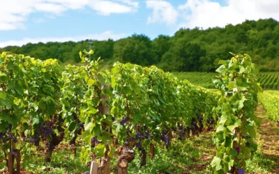 Accueil 13 Cépages du champagne : quel rôle dans le goût ?