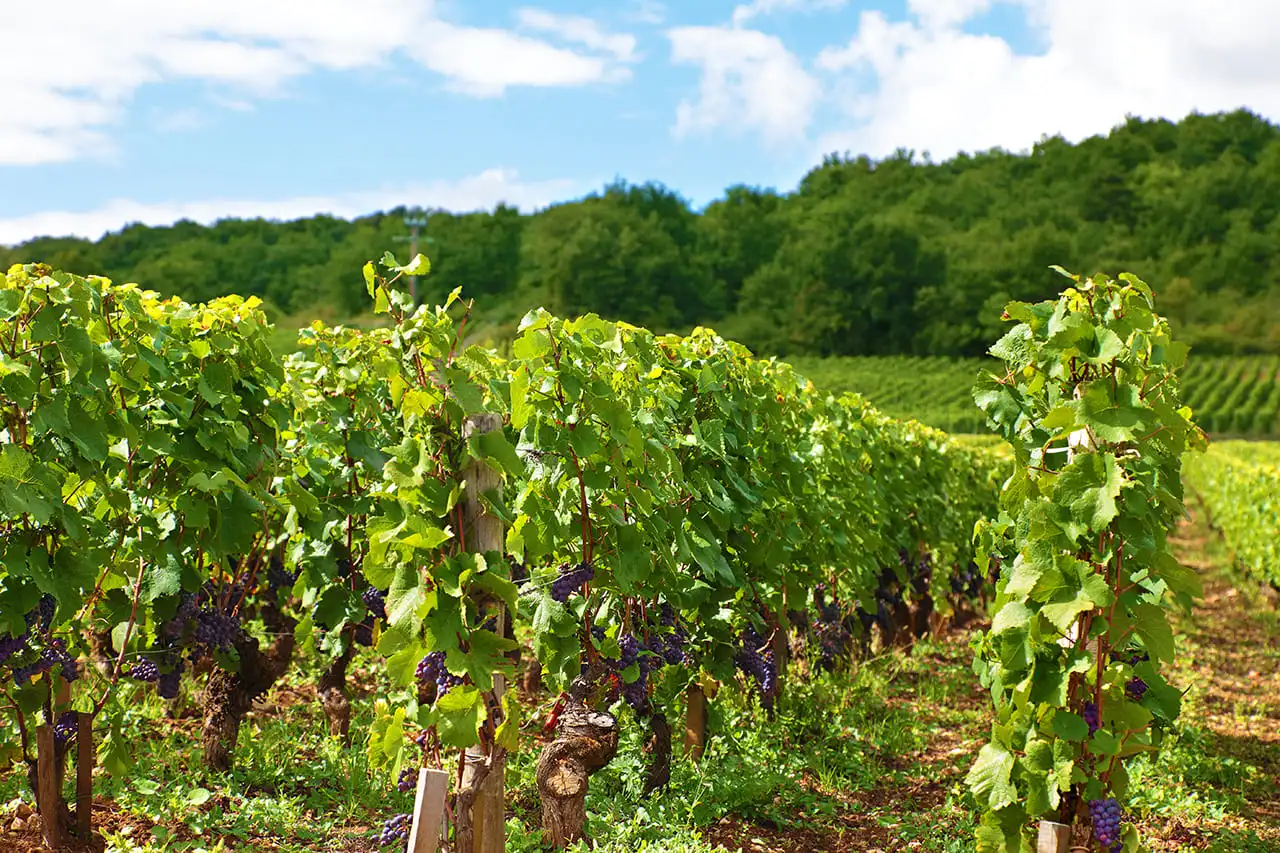 Vigne avec raisin