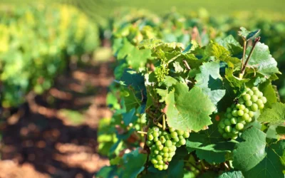 Les terroirs de Champagne – Carte et styles de champagnes