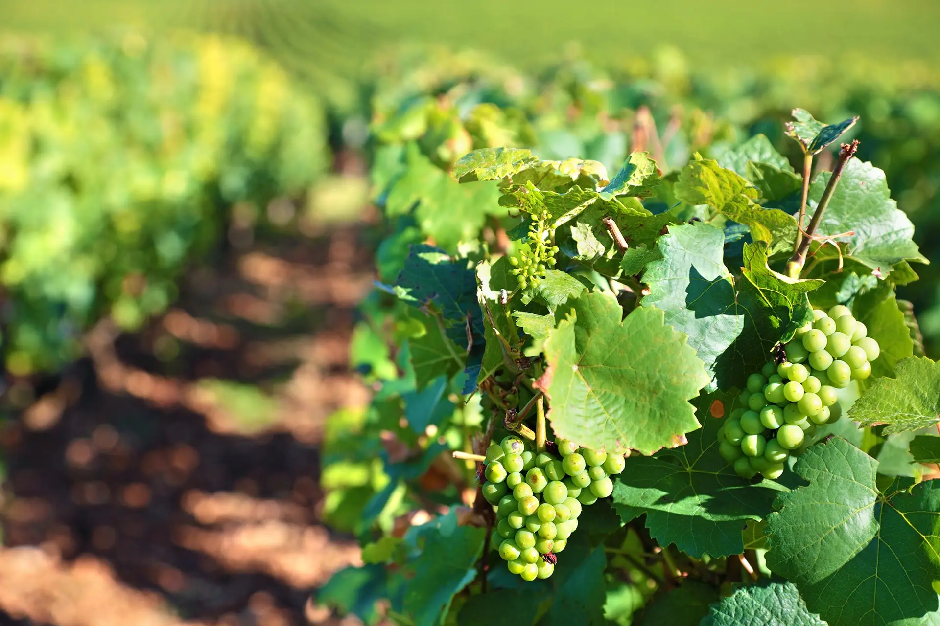 Raisin-et-vigne