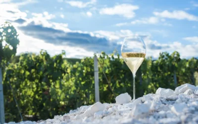 Champagne Vallée de la Marne – Terroir et style