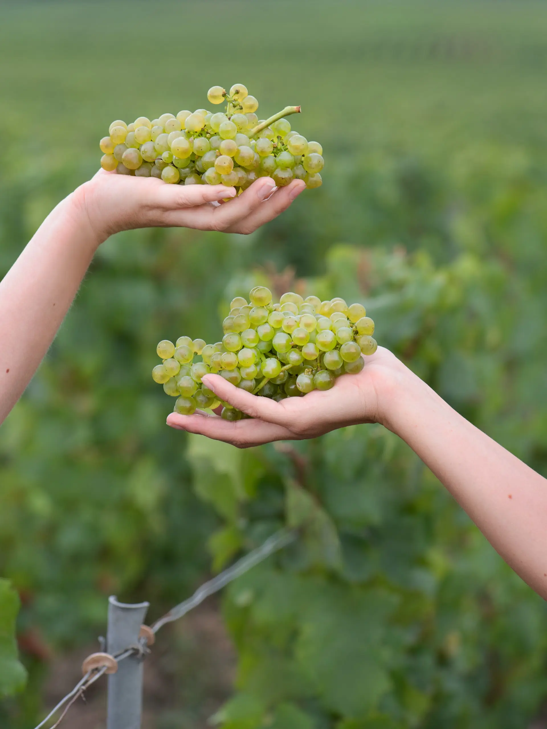 Vigne et raisin chardonnay champagne ayala Vigne et raisin chardonnay champagne ayala