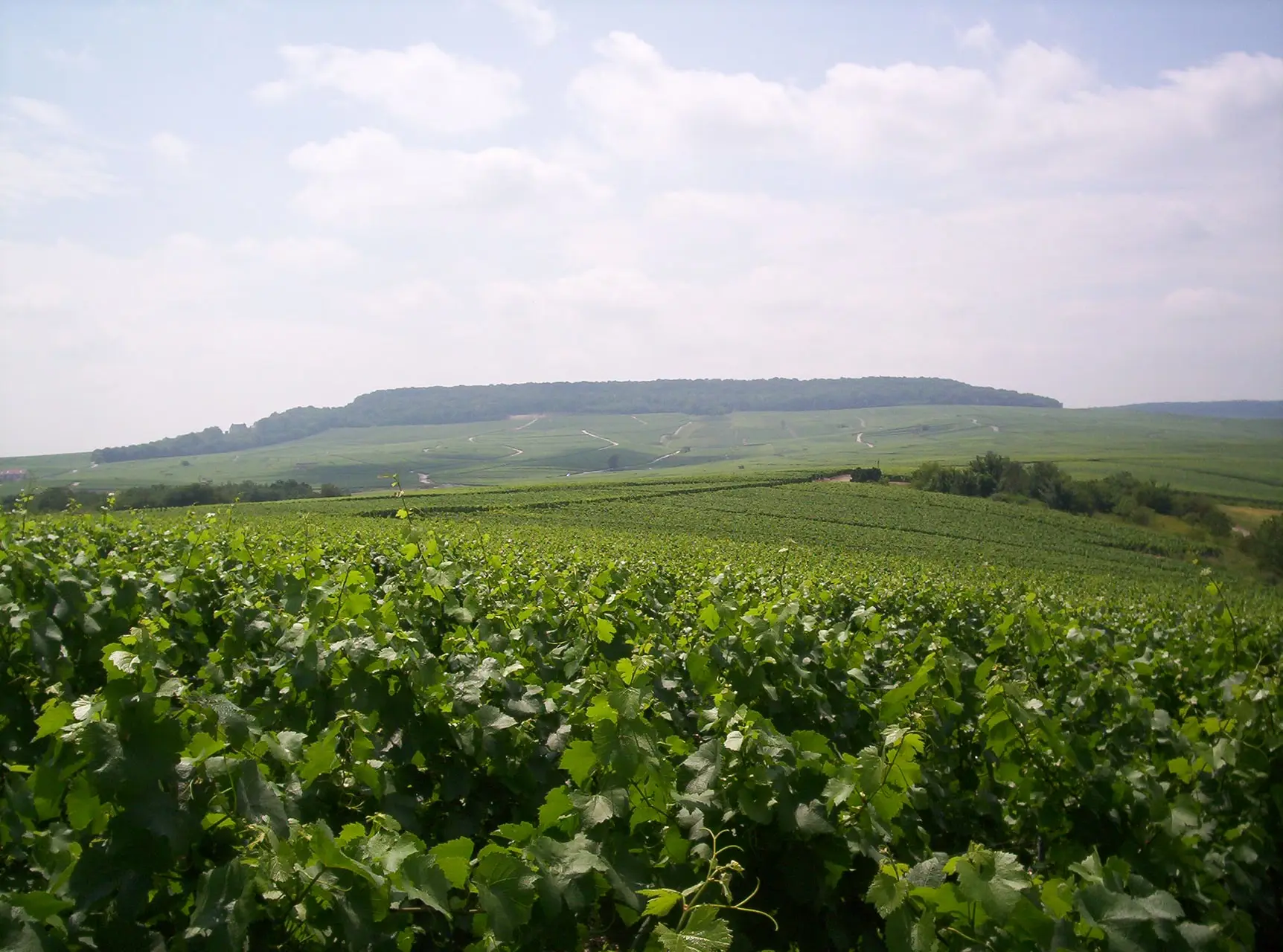 Vigne Champagne Côte des Blancs