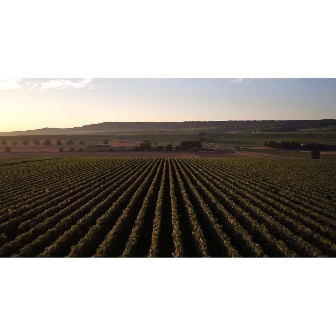 Vignoble Armand de Brignac Vignoble Armand de Brignac