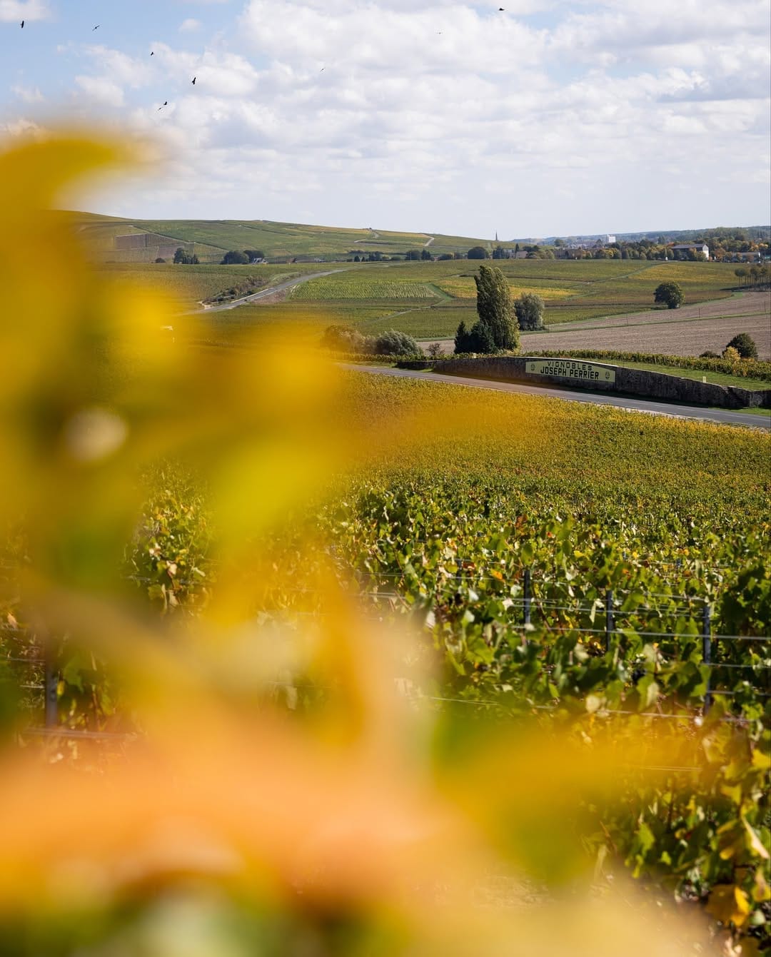 Vignoble Joseph Perrier Vignoble Joseph Perrier
