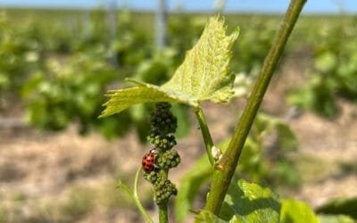 Qu’est-ce qu’un champagne bio ? Définition et guide