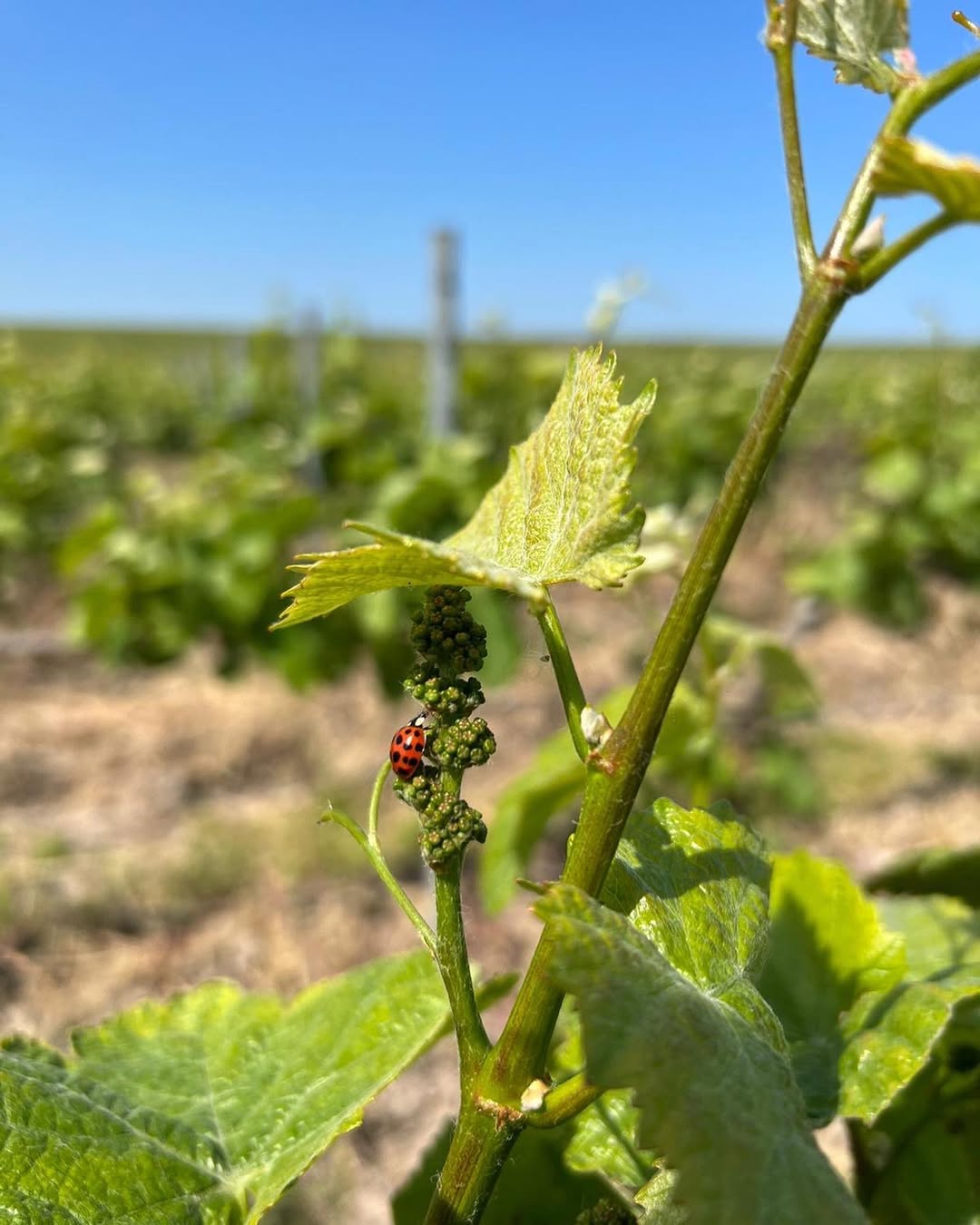 Vignoble charles Heidsieck Vignoble charles Heidsieck