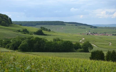 Champagne Montagne de Reims – Terroir et Grands Crus
