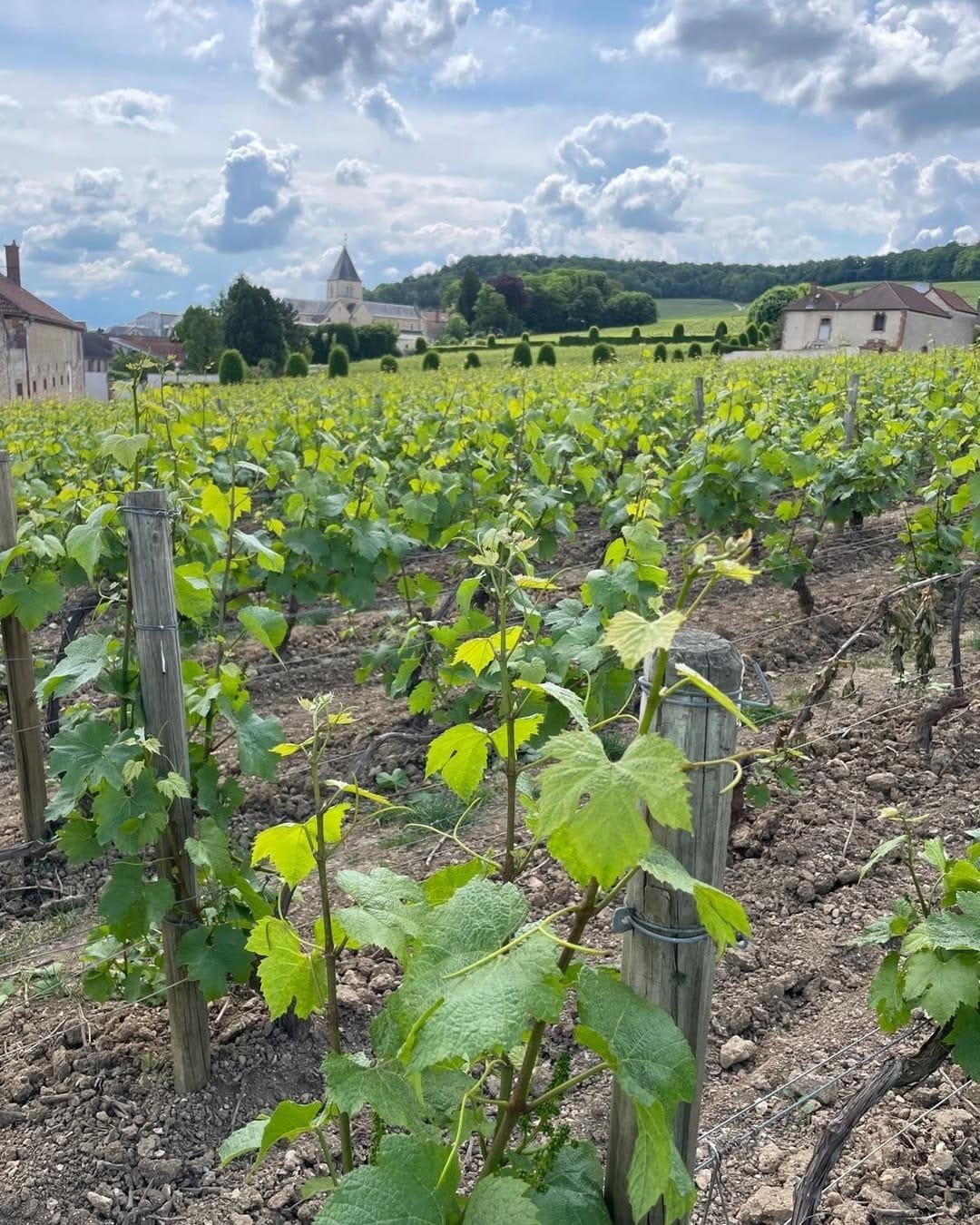 Vigne Champagne Delamotte