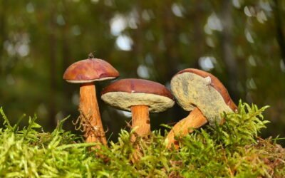 Champignons sauvages et vins : 7 accords de saison